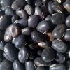 Mucuna Pruriens Seeds in Indore