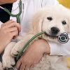Pets Treatment