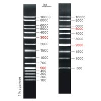 DNA Ladder in Surat - Manufacturers and Suppliers India.