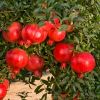 Pomegranate Plants in Pune