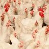 Poultry Consultancy Services
