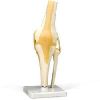 Knee Joint Model in Bangalore