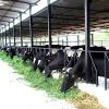 Dairy Farming in Karnal