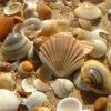 Natural Seashell in Mumbai