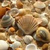 Natural Seashell in Mumbai