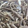 Licorice Roots in Neemuch