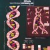 DNA Model in Ambala