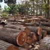Timber Logs in Delhi