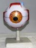 Eye Model in Ambala