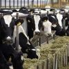 Dairy Farming Consultancy