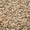 Grain Seeds in Akola