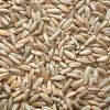 Grain Seeds in Koraput
