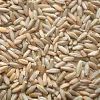 Grain Seeds in Kanpur