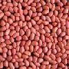 Redskin Peanuts in Rajkot