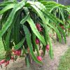 Dragon Fruit Plant in Hooghly