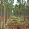 Eucalyptus Clone Plants in Mumbai