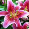Asiatic Lily Bulbs