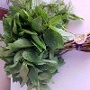 Tulsi Leaves, Holy Basil Leaves (Ocimum Tenuiflorum Leaves) in Dindigul