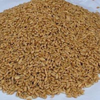 Food Grains & Cereals