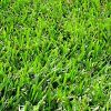 Bermuda Grasses in Nagaon