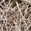 Dried Grass