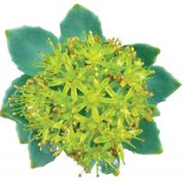 Pure and Natural Herbs