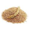 Wheat Bran in Noida