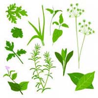 Herb Leaves