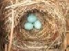 Egg Boxes in Moradabad