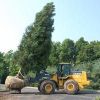 Tree Transplanting Services