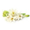 Tuberose