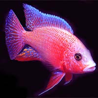 Labeotropheus Trewavasae Chilumba Ochre Red Aquarium Fish at Rs 400 ...
