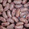 Speckled Kidney Bean in Indore