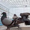 Pigeon Control Services