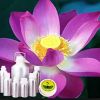 Lotus Fragrance