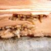 Termite Pest Control Service in Gurugram