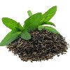 Green Tea Leaves in Siliguri