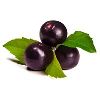 Acai Berry Extracts in Indore