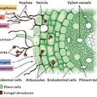 Vesicular Arbuscular Mycorrhiza - Latest Price from Manufacturers ...