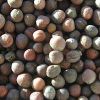 Kohlrabi Seeds