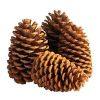 Pine Cones