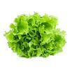 Lettuce in Bangalore