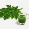 Papaya Leaf Extract