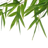 Bamboo Leaves - Get Latest Price & Mandi rates from Dealers & Traders ...