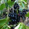 Jamun Plant