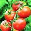 Organic Tomato in Nashik