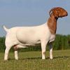 Boer Goat