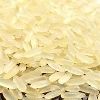 IR64 Rice in Karnal