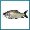 Catla Fish in North 24 Parganas