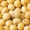 Organic Soybean Seeds in Pune